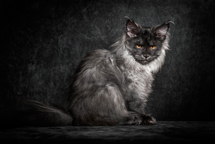 Black Maine Coon Cat with Orange Eyes