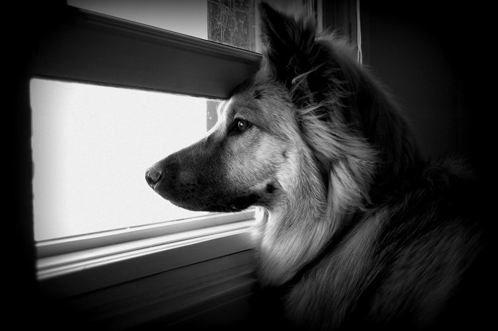 Black and white photo of a dog looking out a window