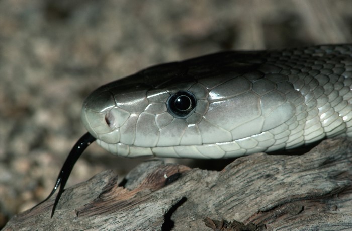 Close-up of a black mamba snake's head with tongue flicking