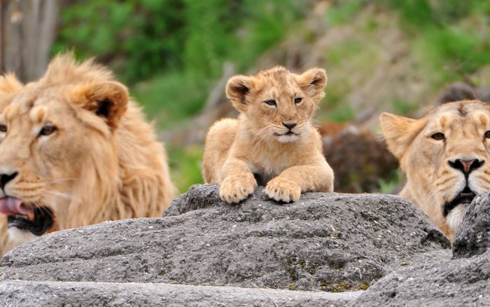 Lion Family with Curious Lion Cub on Rock
