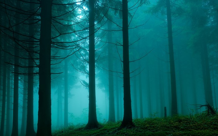 Misty Forest with Towering Trees at Dawn