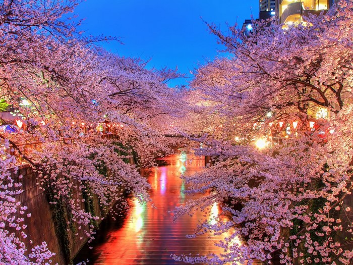 Cherry blossoms line a canal at night in Japan