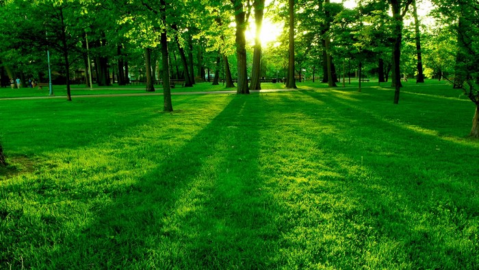 Park with green grass and trees