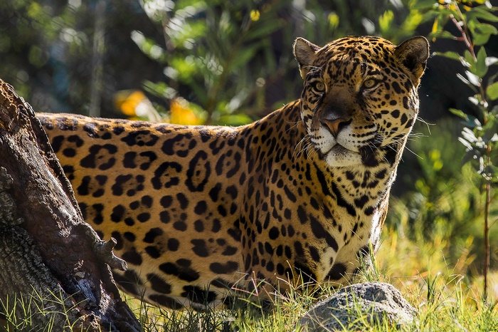 Jaguar in a natural habitat