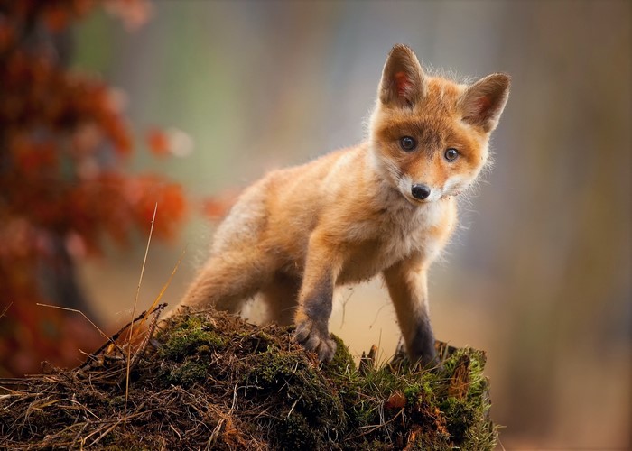 A young fox stands on a mossy stump in autumn