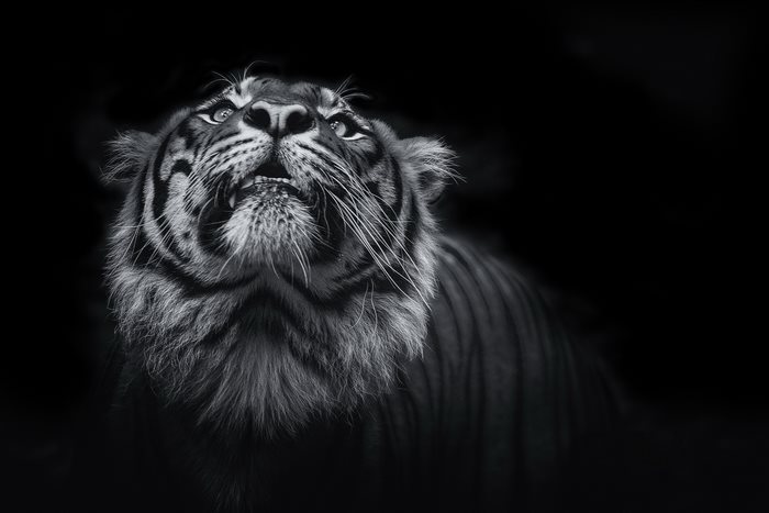 Monochrome close-up of a tiger looking up
