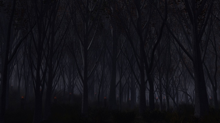 Dark forest with glowing lights