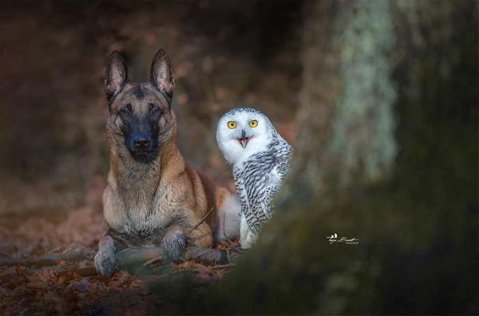 Belgian Malinois dog and Snowy Owl in forest