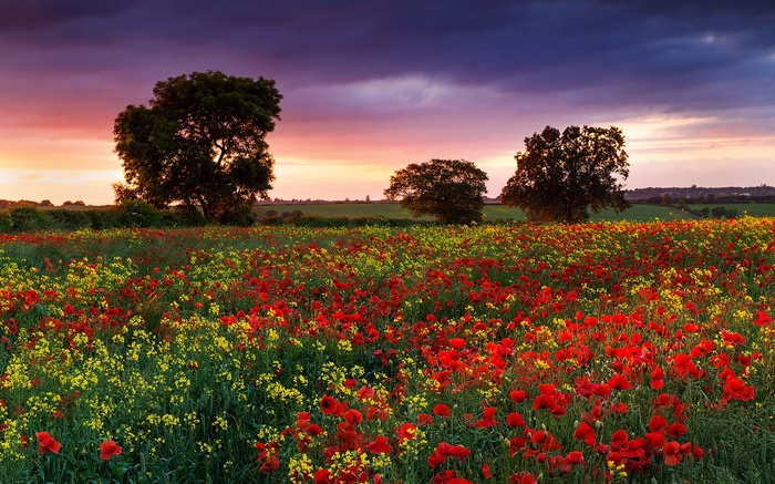 Field of poppies and yellow flowers at sunset