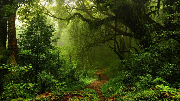 Path through a misty green forest with large trees