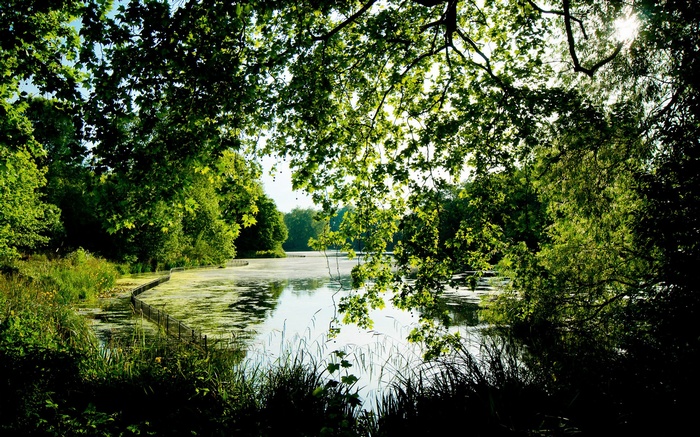 A tranquil lake surrounded by trees and foliage