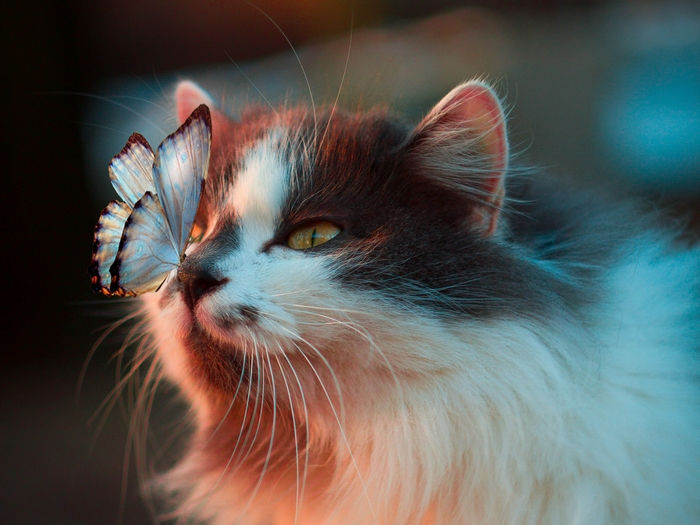 Cat with Butterfly on Nose in Soft Light