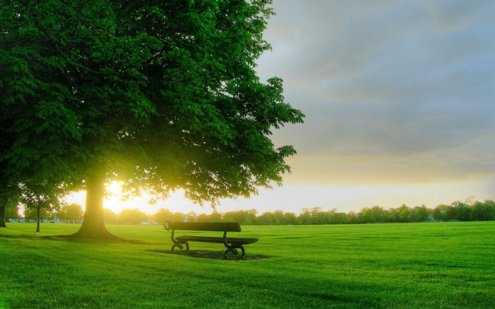 Park bench under a large tree at sunset
