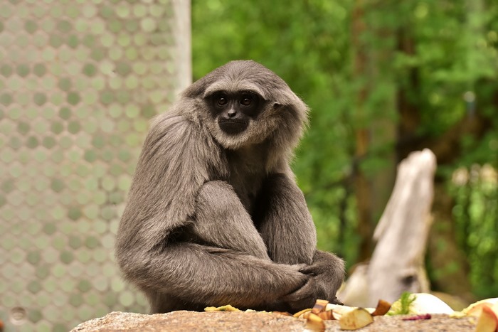 A Silvery Gibbon Sits on a Rock