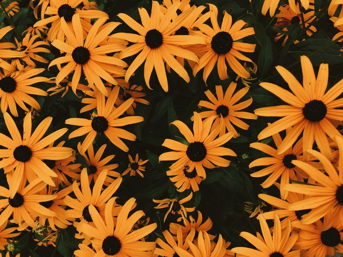 Black Eyed Susans in Valparaiso