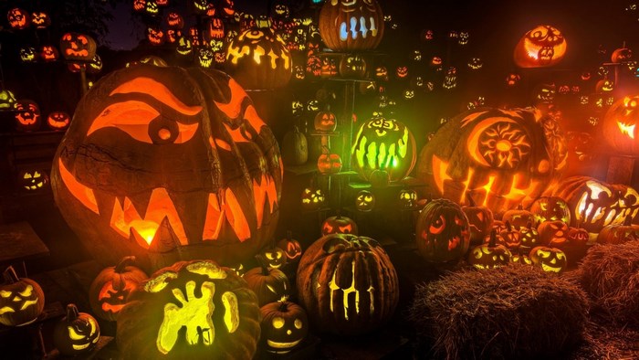 Many carved and lit Halloween pumpkins displayed outdoors