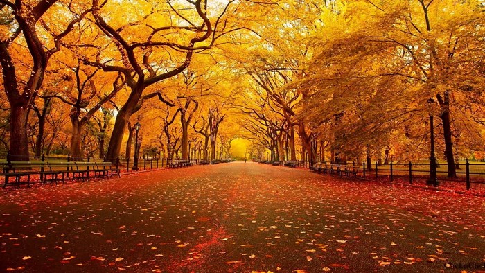 Autumn path with trees and fallen leaves
