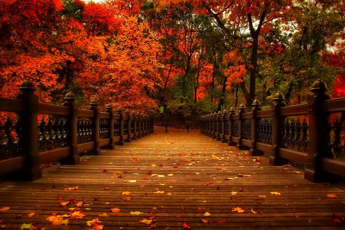Autumn bridge with fallen leaves