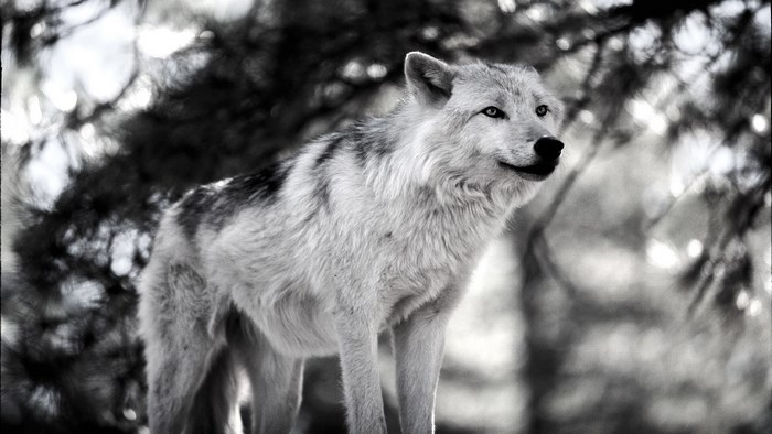 Black and white wolf in forest
