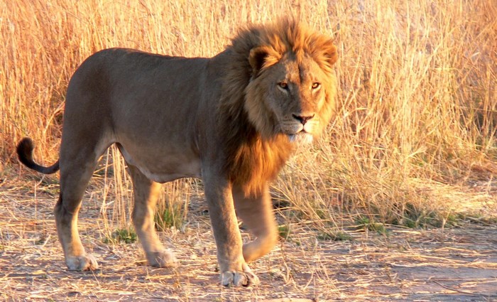 Lion walking in tall dry grass
