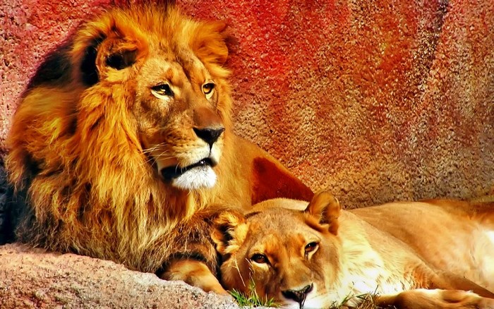 Lion and Lioness resting on rocks