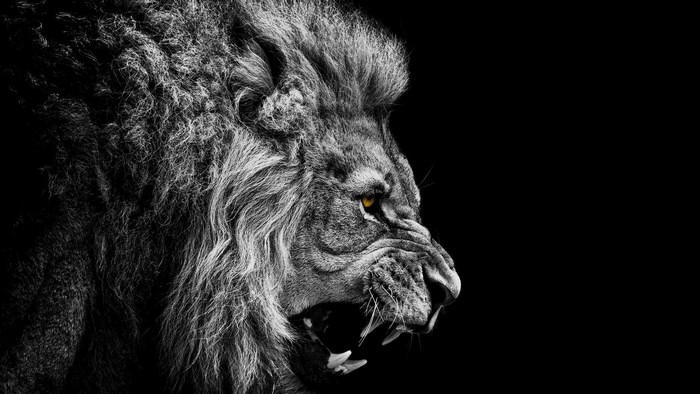 Lion roaring in black and white