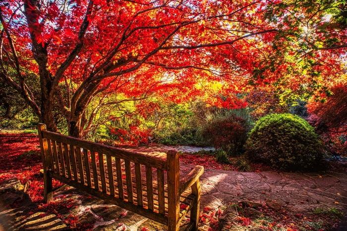 Autumn park bench with red maple leaves