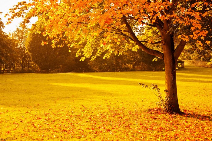 Autumn tree with golden leaves and fallen foliage