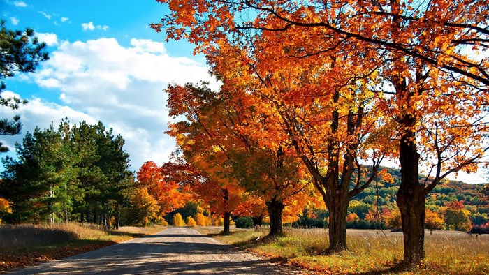 Autumn road lined with colorful trees