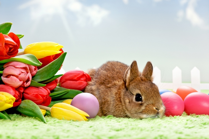 Easter bunny with tulips and eggs