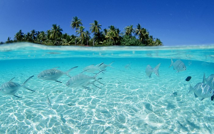Tropical Island with Fish Underwater