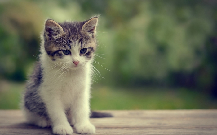 Kitten sitting on a wooden surface