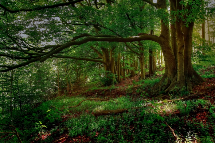 Sunlit forest with large trees and green foliage