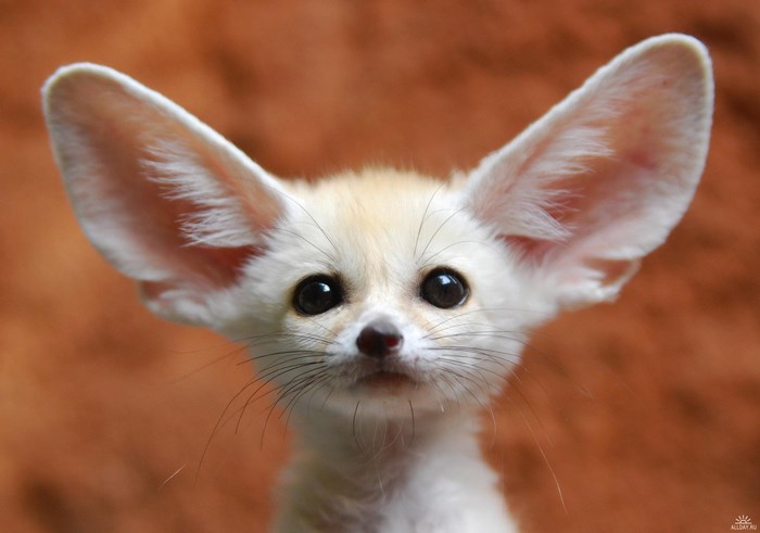 Fennec fox with large ears