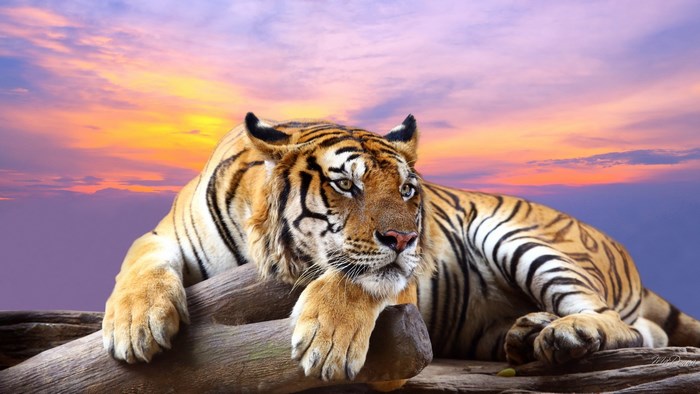 Tiger resting on a log at sunset
