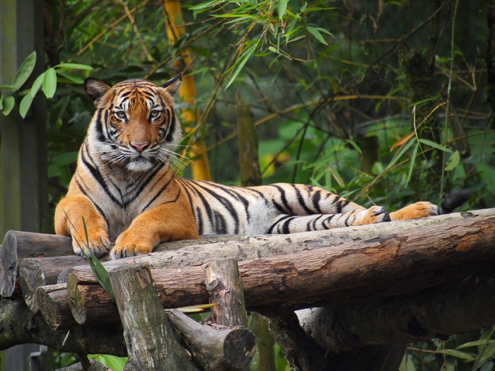 Tiger resting on logs in a forest