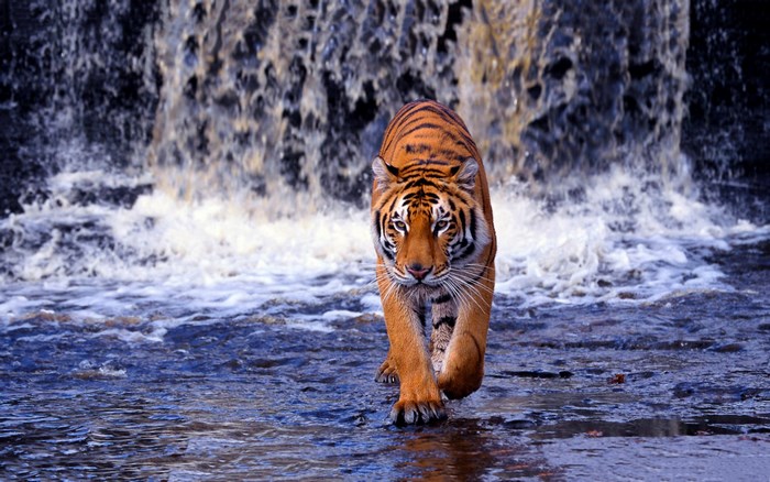 Tiger walking through water near waterfall