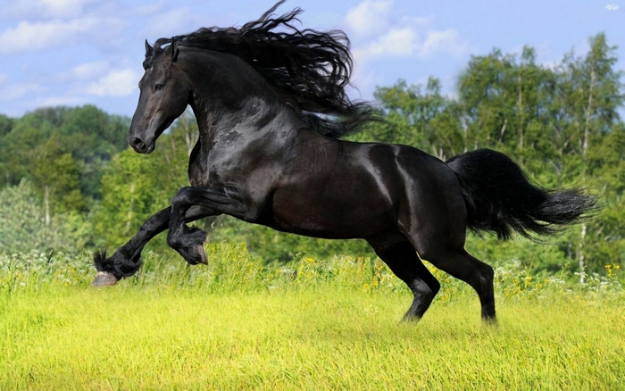 Black Friesian horse running in a field