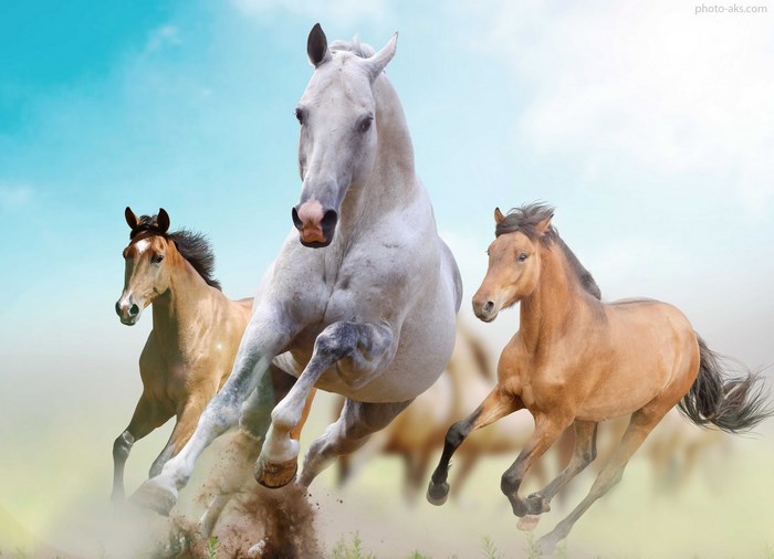 Three horses running in a field