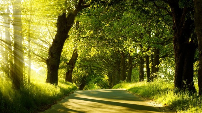 Sunlit Tree Tunnel on Country Road