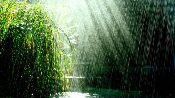 Rain falling on green grass and water