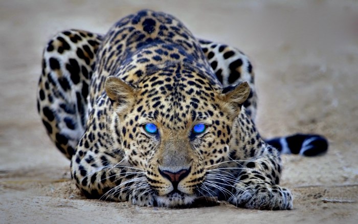 Leopard with Glowing Blue Eyes in a Stalking Pose