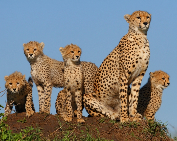 Cheetah family on a dirt mound