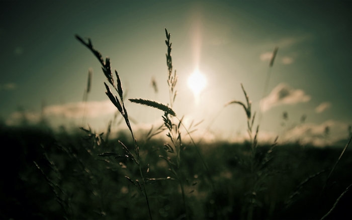 Grasses silhouetted against the sun