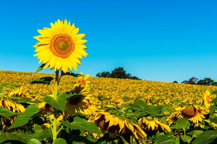Field of Sunflowers Under a Clear Blue Sky
