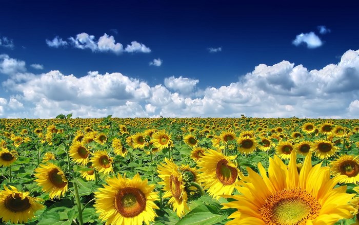 Field of Sunflowers Under a Blue Sky