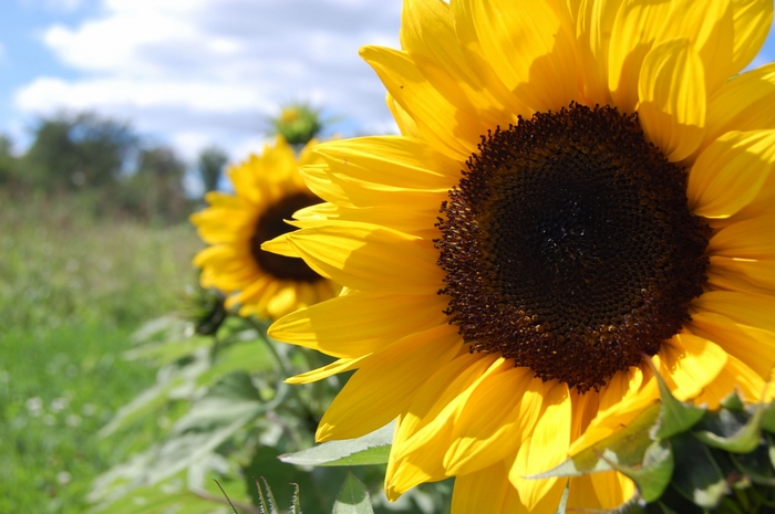 Close-up of a Sunflower in a Field