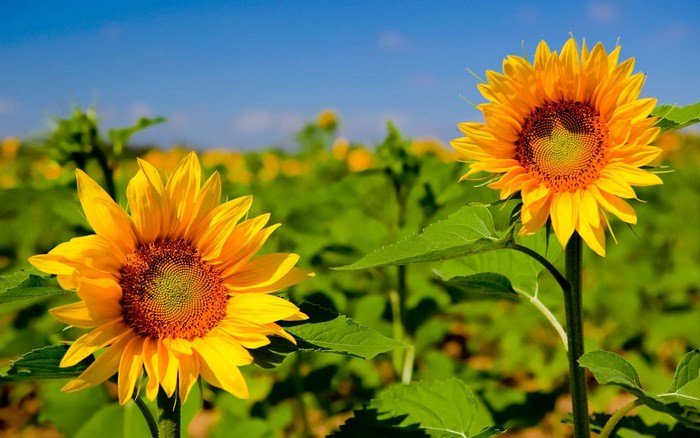 Bright Sunflowers in a Sunny Field