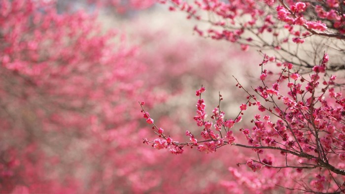 Pink cherry blossoms on branches