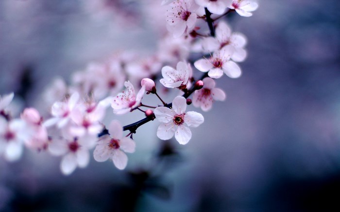 Cherry blossoms on a branch